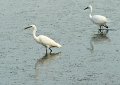 30.9.2012 Saline di Priolo (165)